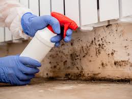 Why You Should Choose Our Mold Remediation Services in Vado, NM